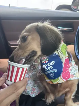 Pup Cup Club Dog Bandana